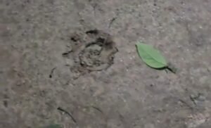 घटना स्थल पर मिले तेंदुए के पगचिह्न