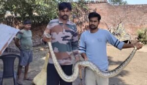 निघासन के वनविभाग द्वारा रेस्क्यू किया गया अजगर