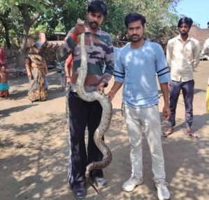 वनविभाग द्वारा रेस्क्यू किया गया ajgar