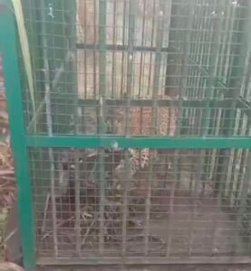 लखीमपुर खीरी के निघासन क्षेत्र के नौबना गांव के पास वन विभाग के पिंजरे में कैद तेंदुआ