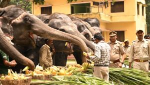 हाथी दिवस पर दुधवा में दावत का मजा लेते हाथी