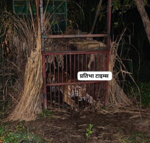 वनविभाग द्वारा लगाए गए पिंजरे में कैद बाघ